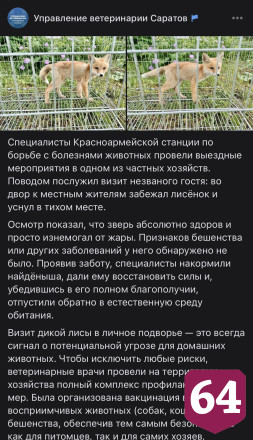 Саратовские ветеринары помогли изнемогающему от жары лисенку 