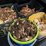 Саратовский врач напомнила о запретах при сборе грибов